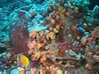 Bali 2008 Manta point