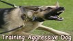 Training Aggressive Dog-Training Aggressive Dog Made Easy!