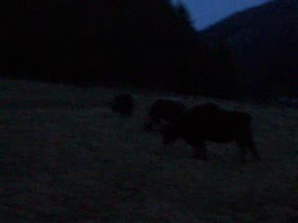 un elevage de bison