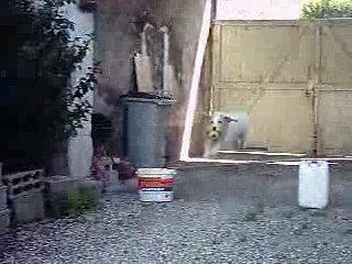 cheval et chien 012