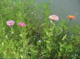 NOTRE JACHERE FLEURIE