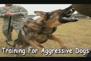 Training For Aggressive Dogs