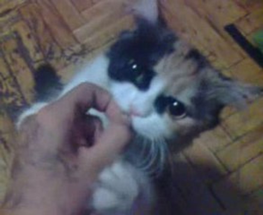 kitty wanna grape