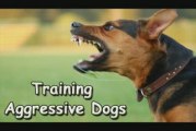 Training Aggressive Dogs-Training Aggressive Dogs Made Easy