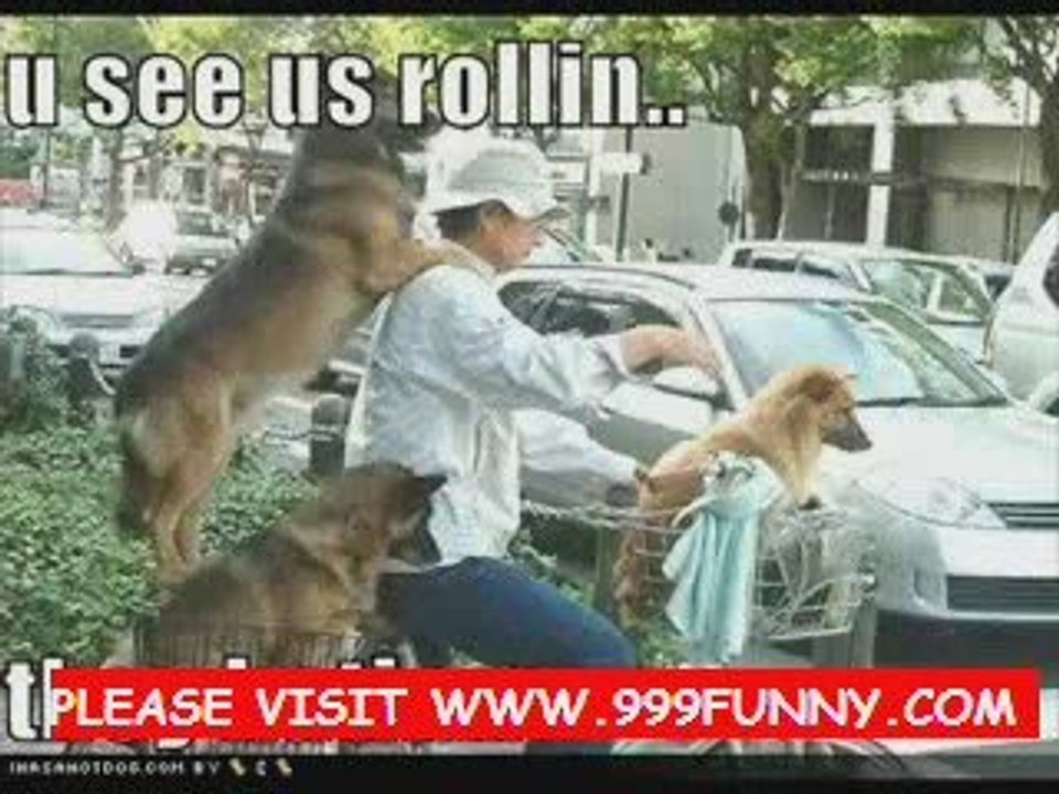 LUCKY the most beautiful dog in the world