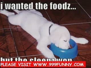 super smart dog - Funny Pug Dog