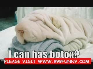 the clever funny dog