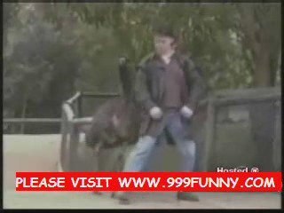 animals always funny movement