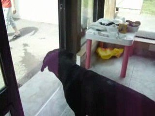 chien cané corso