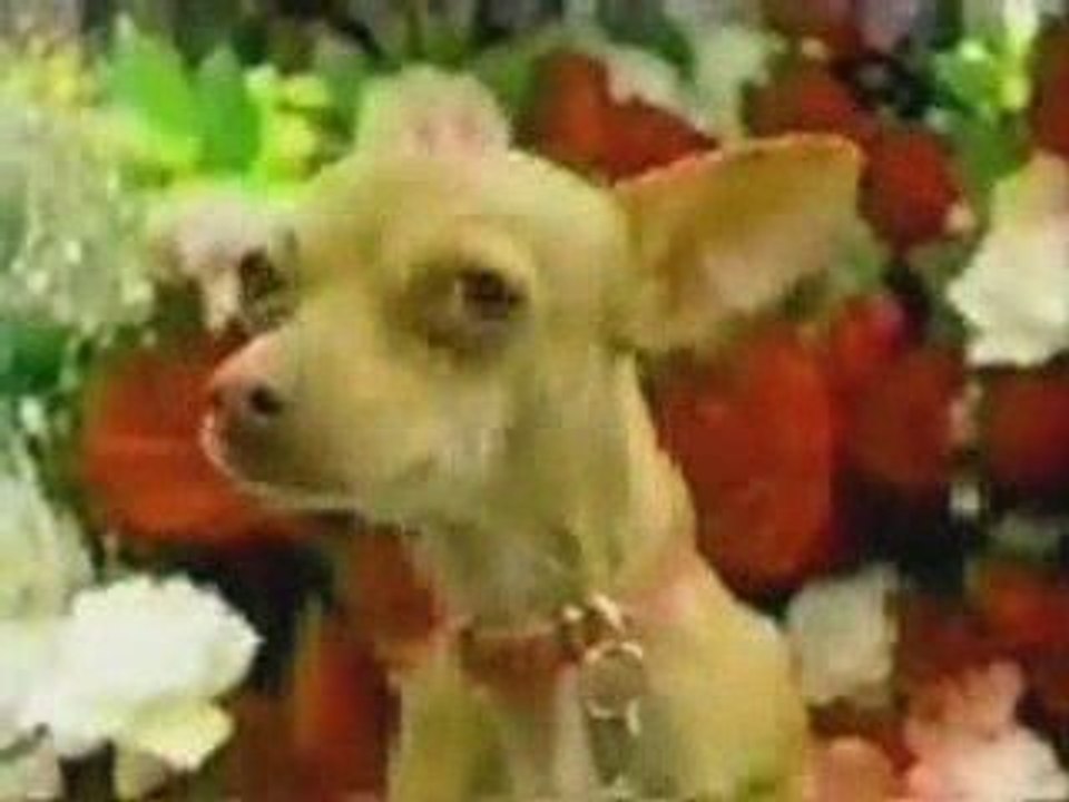 Reklama. Najsłynniejszy pies