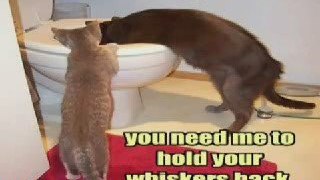 funny cat pics