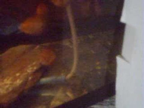 Jeunes discus et alevins !!!