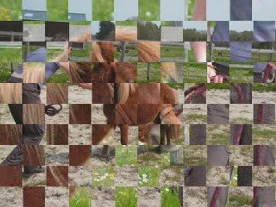 Sally la ponette Shetland au saut en liberté