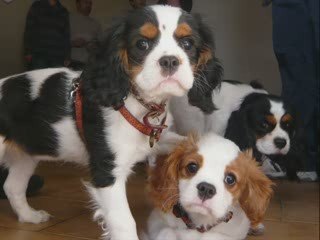 devon-cavalier king charles bleinheim - et famille