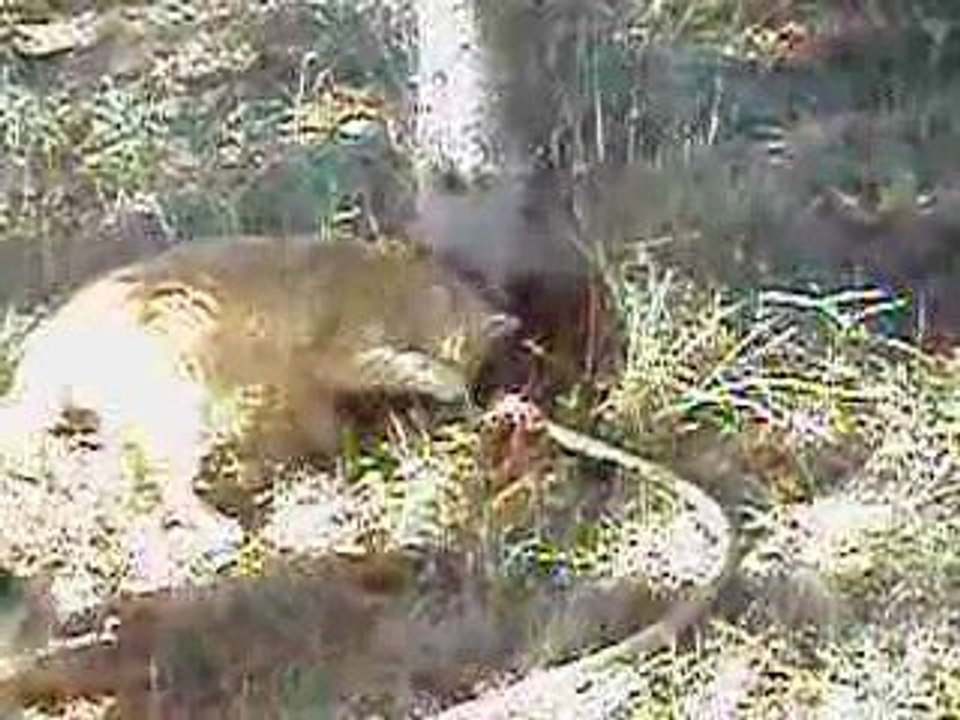 chat joue avec l'eau (3)