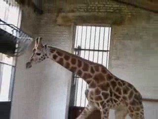Une nouvelle girafe au zoo de Maubeuge