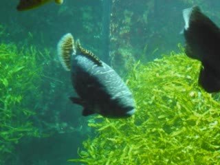 Aquarium Marineland Antibe