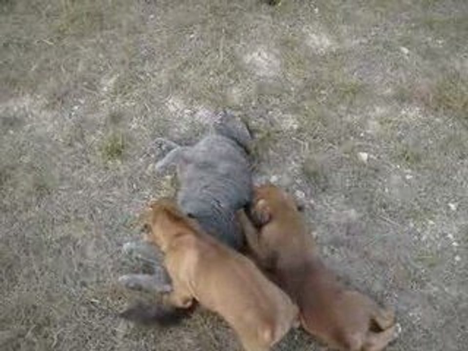 la minette et les chiots (1 mois)