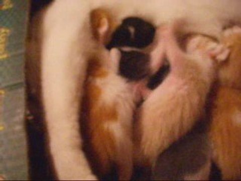 la bataille des chatons lol