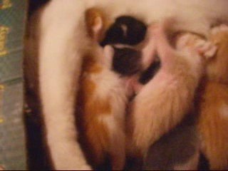 la bataille des chatons lol