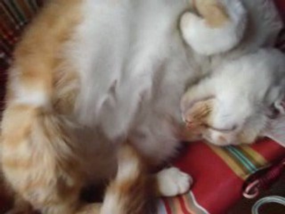 mon chat