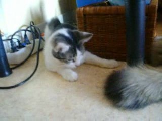 chanboultout juillet 09 queur pompom