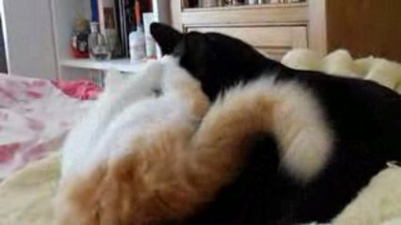 Cicam et Jerry