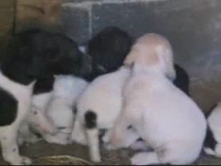 chiots pointers