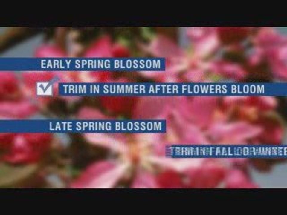 How to Prune and Trim a Tree - Do It Yourself