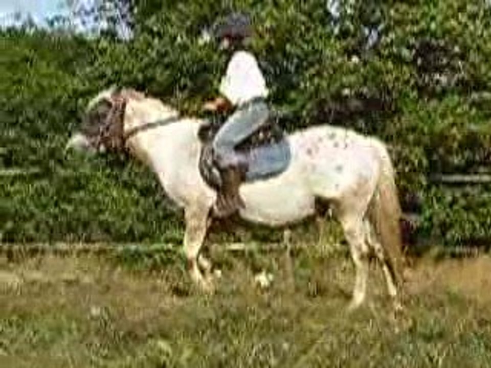 Sioux, un formidable compagnon