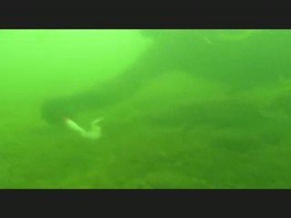 Sandres et silures du Rhône