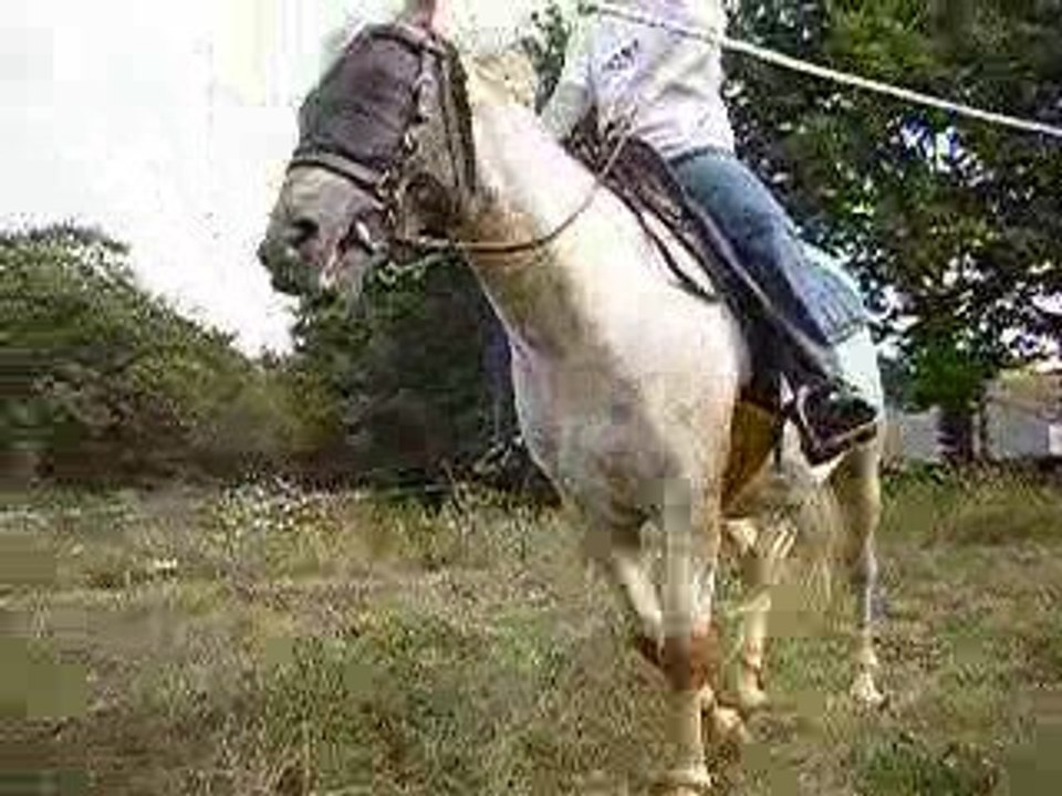 trot avec embouchure