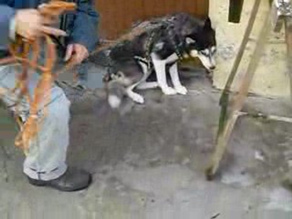 Winnie en harnais + corde