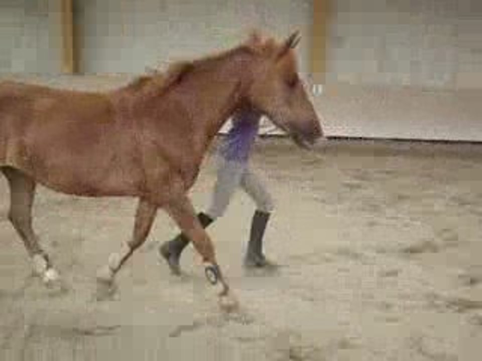 Etoile en liberté - Saut des chaises