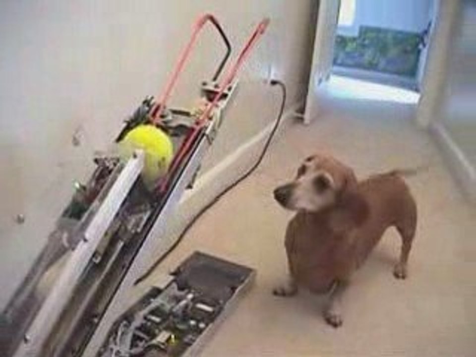 lanceur de balles pour chiens