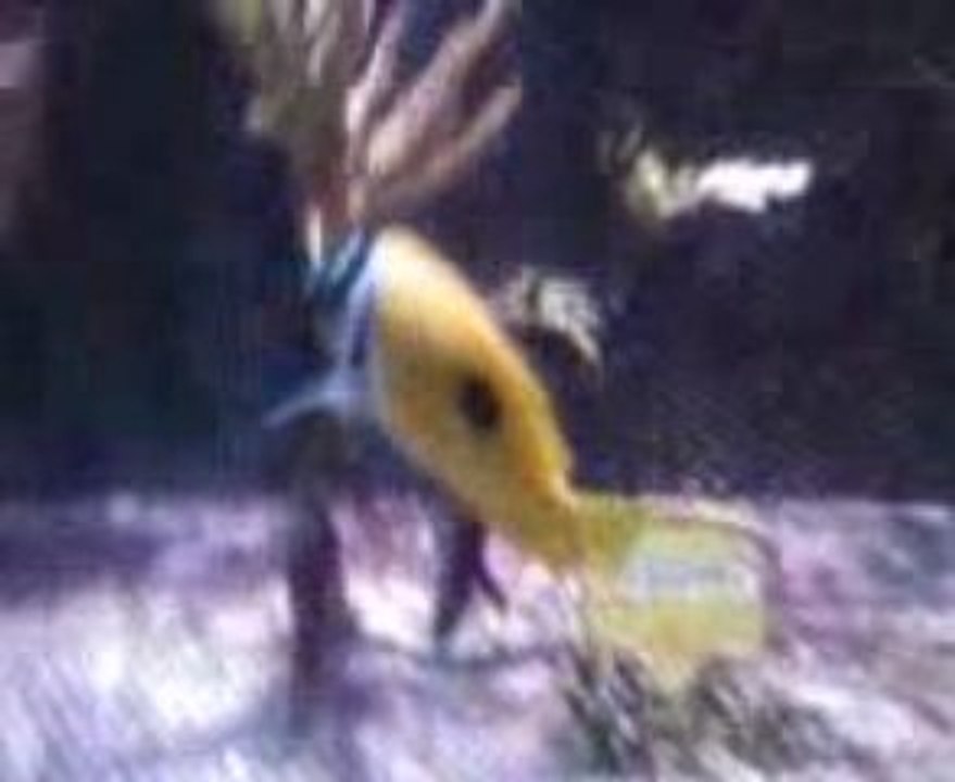 aquariumété09