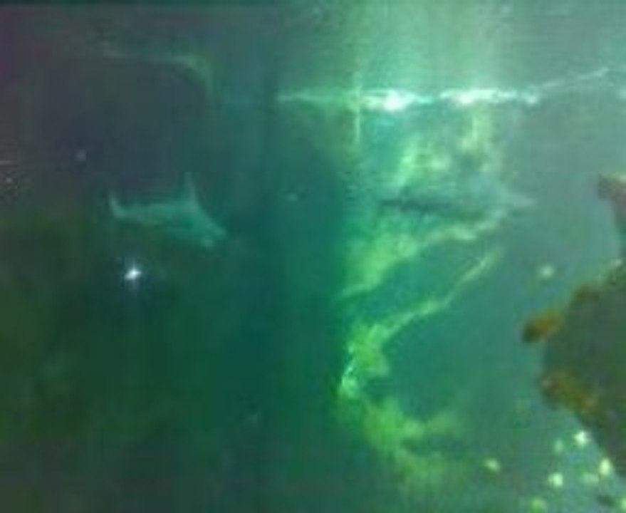 requinaquariumété09