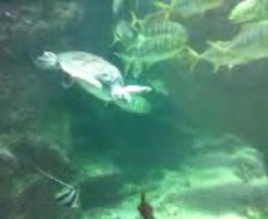 tortueaquariumété09