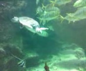 tortueaquariumété09