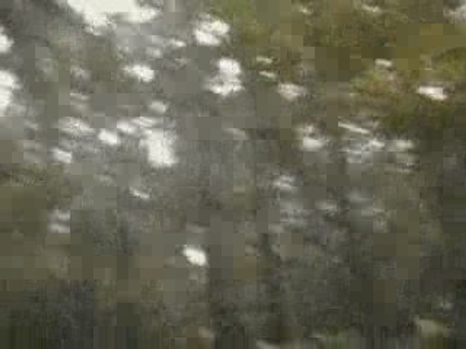 The CaRPENTER - Forest