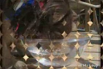 Zouki fait des bulles