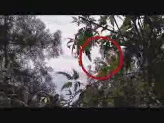 UFO Very remarkable daylight sight Video