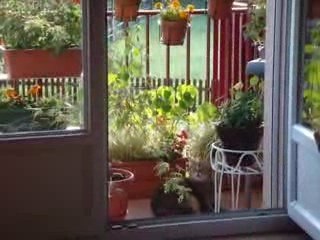 Toilettage au balcon