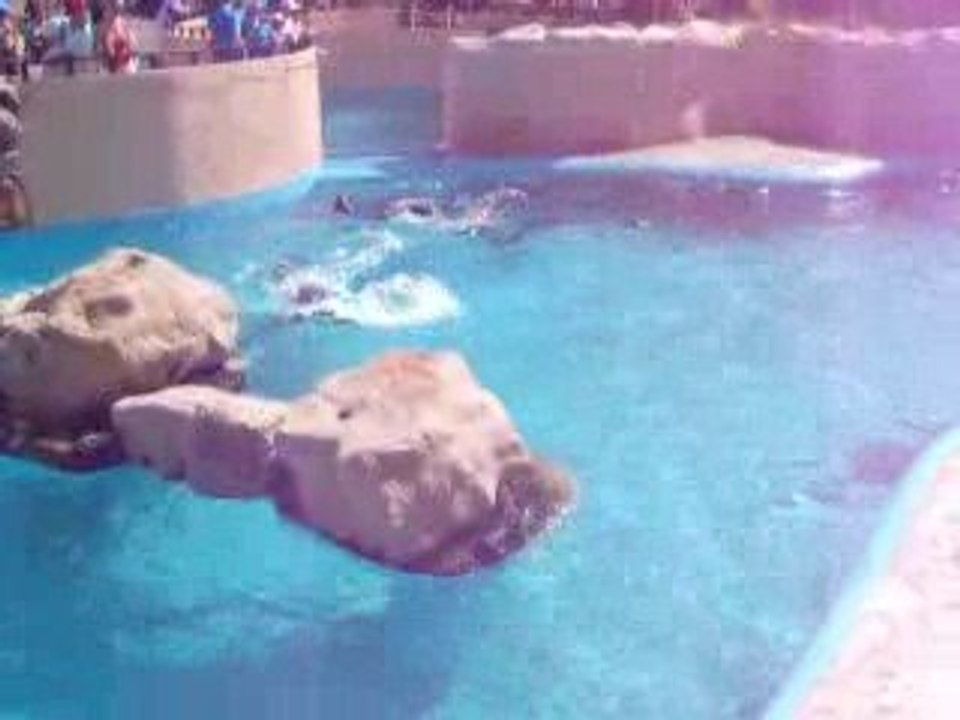 otaries de marineland