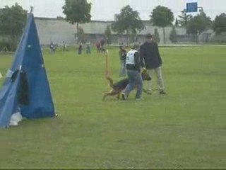 Ulano vom Römerland : test de caractère