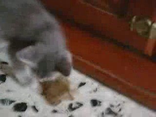 rocki vs rambo