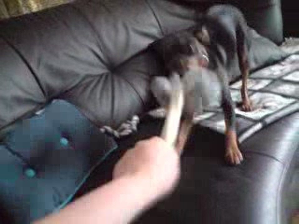 loona et son joujou