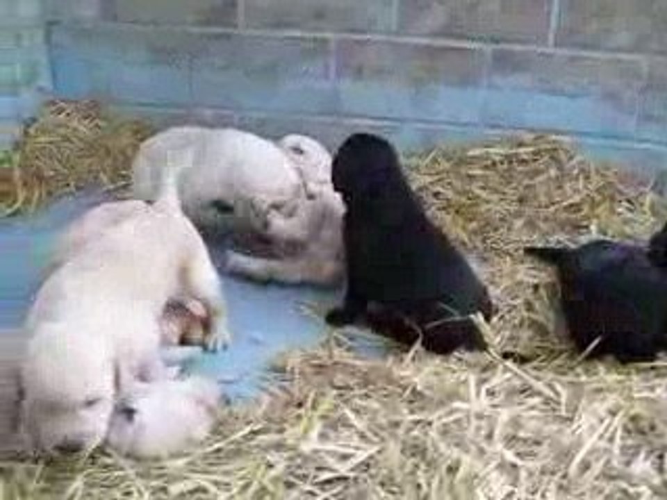 bébés de Chana à 2 semaines et demi