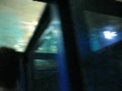 PALAIS DE LA MER - GRAU DU ROI - GRANDS REQUINS