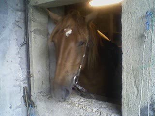 la ,jument de ma vie